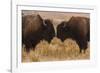 Two Bison Face-To-Face, Custer State Park, South Dakota, USA-Jaynes Gallery-Framed Photographic Print