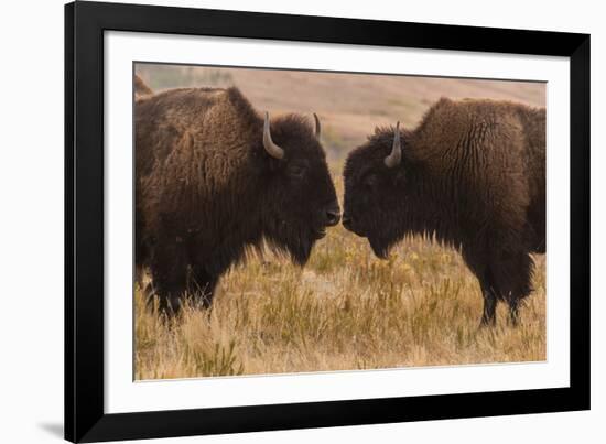 Two Bison Face-To-Face, Custer State Park, South Dakota, USA-Jaynes Gallery-Framed Photographic Print