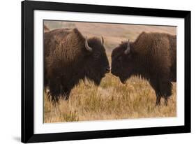 Two Bison Face-To-Face, Custer State Park, South Dakota, USA-Jaynes Gallery-Framed Photographic Print