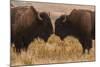 Two Bison Face-To-Face, Custer State Park, South Dakota, USA-Jaynes Gallery-Mounted Photographic Print