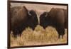 Two Bison Face-To-Face, Custer State Park, South Dakota, USA-Jaynes Gallery-Framed Photographic Print