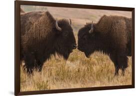 Two Bison Face-To-Face, Custer State Park, South Dakota, USA-Jaynes Gallery-Framed Photographic Print