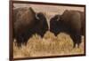 Two Bison Face-To-Face, Custer State Park, South Dakota, USA-Jaynes Gallery-Framed Photographic Print