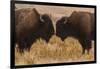 Two Bison Face-To-Face, Custer State Park, South Dakota, USA-Jaynes Gallery-Framed Photographic Print