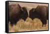 Two Bison Face-To-Face, Custer State Park, South Dakota, USA-Jaynes Gallery-Framed Stretched Canvas