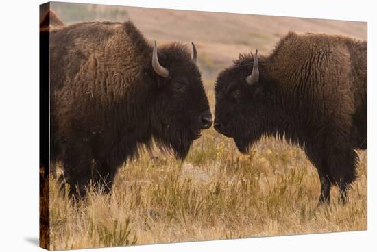 Two Bison Face-To-Face, Custer State Park, South Dakota, USA-Jaynes Gallery-Stretched Canvas