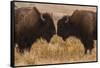 Two Bison Face-To-Face, Custer State Park, South Dakota, USA-Jaynes Gallery-Framed Stretched Canvas