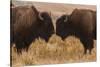 Two Bison Face-To-Face, Custer State Park, South Dakota, USA-Jaynes Gallery-Stretched Canvas
