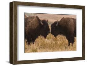 Two Bison Face-To-Face, Custer State Park, South Dakota, USA-Jaynes Gallery-Framed Photographic Print