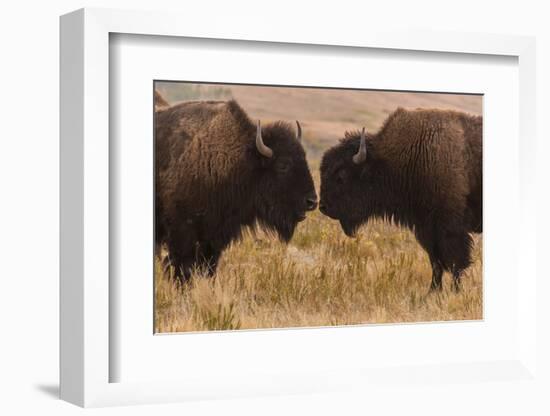 Two Bison Face-To-Face, Custer State Park, South Dakota, USA-Jaynes Gallery-Framed Photographic Print