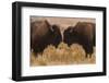 Two Bison Face-To-Face, Custer State Park, South Dakota, USA-Jaynes Gallery-Framed Premium Photographic Print