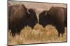 Two Bison Face-To-Face, Custer State Park, South Dakota, USA-Jaynes Gallery-Mounted Premium Photographic Print