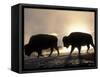 Two Bison Silhouetted Against Rising Sun, Yellowstone National Park, Wyoming, USA-Pete Cairns-Framed Stretched Canvas