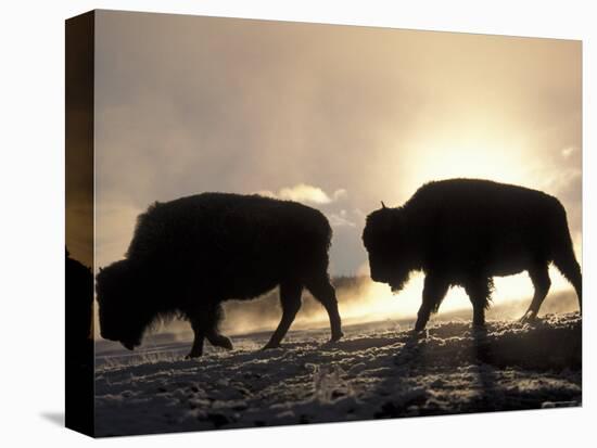 Two Bison Silhouetted Against Rising Sun, Yellowstone National Park, Wyoming, USA-Pete Cairns-Stretched Canvas