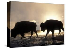 Two Bison Silhouetted Against Rising Sun, Yellowstone National Park, Wyoming, USA-Pete Cairns-Stretched Canvas