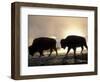 Two Bison Silhouetted Against Rising Sun, Yellowstone National Park, Wyoming, USA-Pete Cairns-Framed Premium Photographic Print