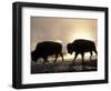 Two Bison Silhouetted Against Rising Sun, Yellowstone National Park, Wyoming, USA-Pete Cairns-Framed Premium Photographic Print