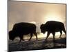 Two Bison Silhouetted Against Rising Sun, Yellowstone National Park, Wyoming, USA-Pete Cairns-Mounted Premium Photographic Print