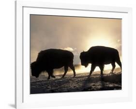 Two Bison Silhouetted Against Rising Sun, Yellowstone National Park, Wyoming, USA-Pete Cairns-Framed Photographic Print