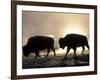 Two Bison Silhouetted Against Rising Sun, Yellowstone National Park, Wyoming, USA-Pete Cairns-Framed Photographic Print