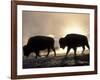 Two Bison Silhouetted Against Rising Sun, Yellowstone National Park, Wyoming, USA-Pete Cairns-Framed Photographic Print