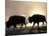 Two Bison Silhouetted Against Rising Sun, Yellowstone National Park, Wyoming, USA-Pete Cairns-Mounted Photographic Print