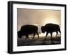 Two Bison Silhouetted Against Rising Sun, Yellowstone National Park, Wyoming, USA-Pete Cairns-Framed Photographic Print