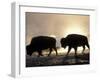 Two Bison Silhouetted Against Rising Sun, Yellowstone National Park, Wyoming, USA-Pete Cairns-Framed Photographic Print