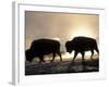 Two Bison Silhouetted Against Rising Sun, Yellowstone National Park, Wyoming, USA-Pete Cairns-Framed Photographic Print