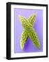 Two Bitter Gourds-null-Framed Photographic Print