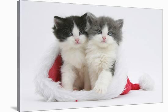 Two Black-And-White and Grey-And-White Kittens in a Father Christmas Hat-Mark Taylor-Stretched Canvas