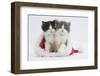 Two Black-And-White and Grey-And-White Kittens in a Father Christmas Hat-Mark Taylor-Framed Photographic Print