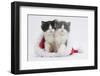 Two Black-And-White and Grey-And-White Kittens in a Father Christmas Hat-Mark Taylor-Framed Photographic Print