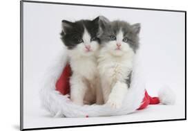 Two Black-And-White and Grey-And-White Kittens in a Father Christmas Hat-Mark Taylor-Mounted Photographic Print