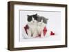 Two Black-And-White and Grey-And-White Kittens in a Father Christmas Hat-Mark Taylor-Framed Photographic Print