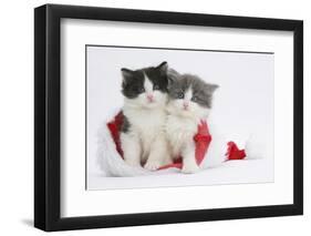 Two Black-And-White and Grey-And-White Kittens in a Father Christmas Hat-Mark Taylor-Framed Photographic Print