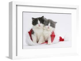 Two Black-And-White and Grey-And-White Kittens in a Father Christmas Hat-Mark Taylor-Framed Photographic Print
