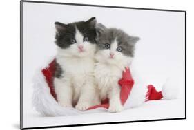 Two Black-And-White and Grey-And-White Kittens in a Father Christmas Hat-Mark Taylor-Mounted Photographic Print
