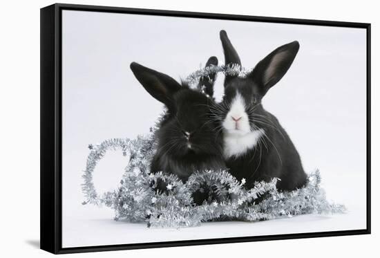 Two Black-And-White Baby Dutch X Lionhead Rabbits with Silver Christmas Tinsel-Mark Taylor-Framed Stretched Canvas