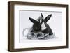 Two Black-And-White Baby Dutch X Lionhead Rabbits with Silver Christmas Tinsel-Mark Taylor-Framed Photographic Print