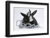 Two Black-And-White Baby Dutch X Lionhead Rabbits with Silver Christmas Tinsel-Mark Taylor-Framed Photographic Print