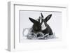 Two Black-And-White Baby Dutch X Lionhead Rabbits with Silver Christmas Tinsel-Mark Taylor-Framed Photographic Print