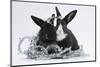 Two Black-And-White Baby Dutch X Lionhead Rabbits with Silver Christmas Tinsel-Mark Taylor-Mounted Photographic Print