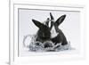 Two Black-And-White Baby Dutch X Lionhead Rabbits with Silver Christmas Tinsel-Mark Taylor-Framed Photographic Print