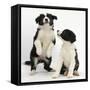 Two Black-And-White Border Collie Puppies Playing, 6 Weeks-Mark Taylor-Framed Stretched Canvas