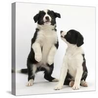 Two Black-And-White Border Collie Puppies Playing, 6 Weeks-Mark Taylor-Stretched Canvas