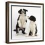 Two Black-And-White Border Collie Puppies Playing, 6 Weeks-Mark Taylor-Framed Premium Photographic Print