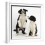 Two Black-And-White Border Collie Puppies Playing, 6 Weeks-Mark Taylor-Framed Premium Photographic Print