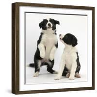 Two Black-And-White Border Collie Puppies Playing, 6 Weeks-Mark Taylor-Framed Photographic Print