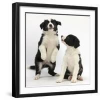 Two Black-And-White Border Collie Puppies Playing, 6 Weeks-Mark Taylor-Framed Photographic Print